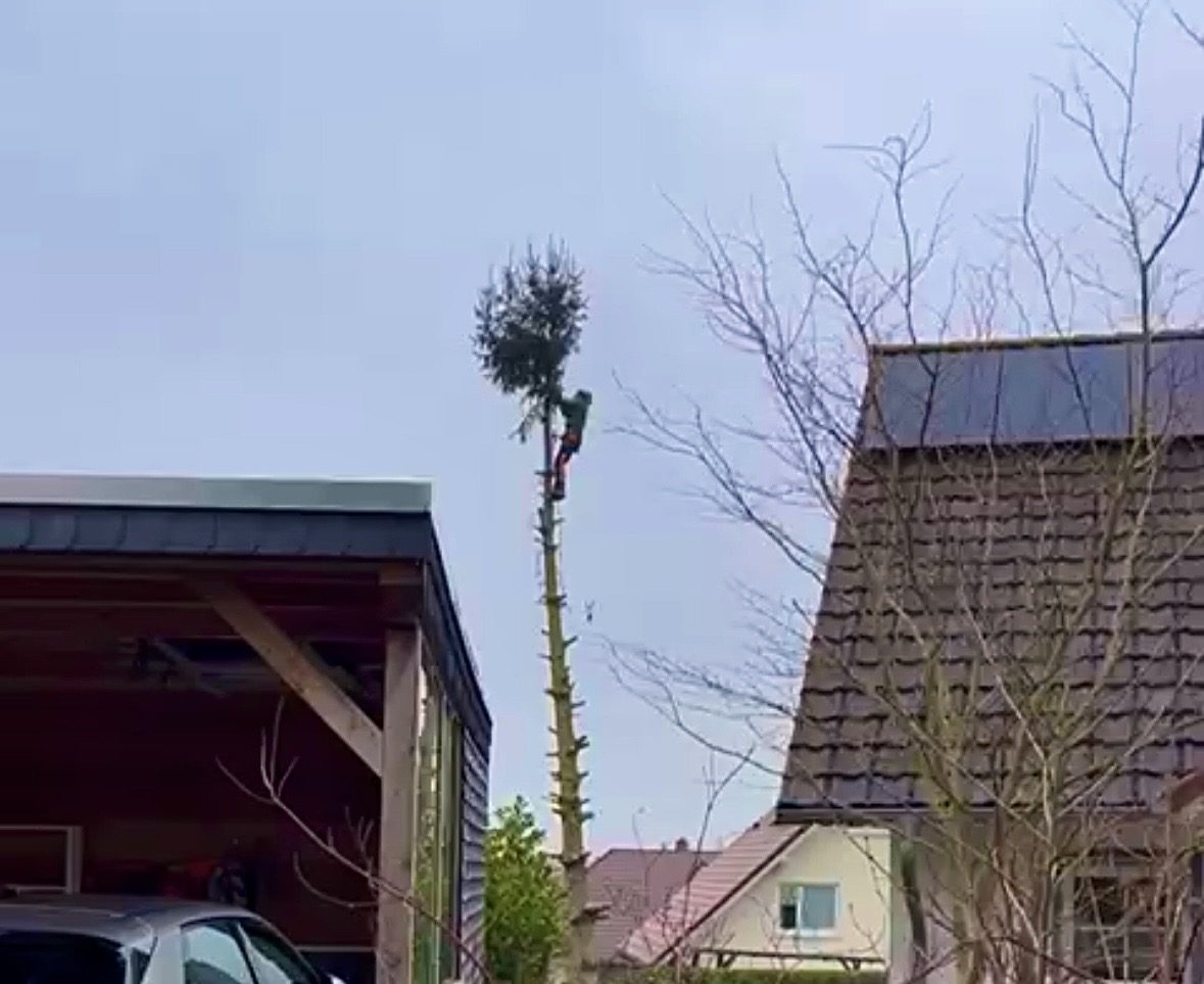 Schnittarbeiten – Baum-, Strauch- und Heckenschnitt sowie Baumfällung
