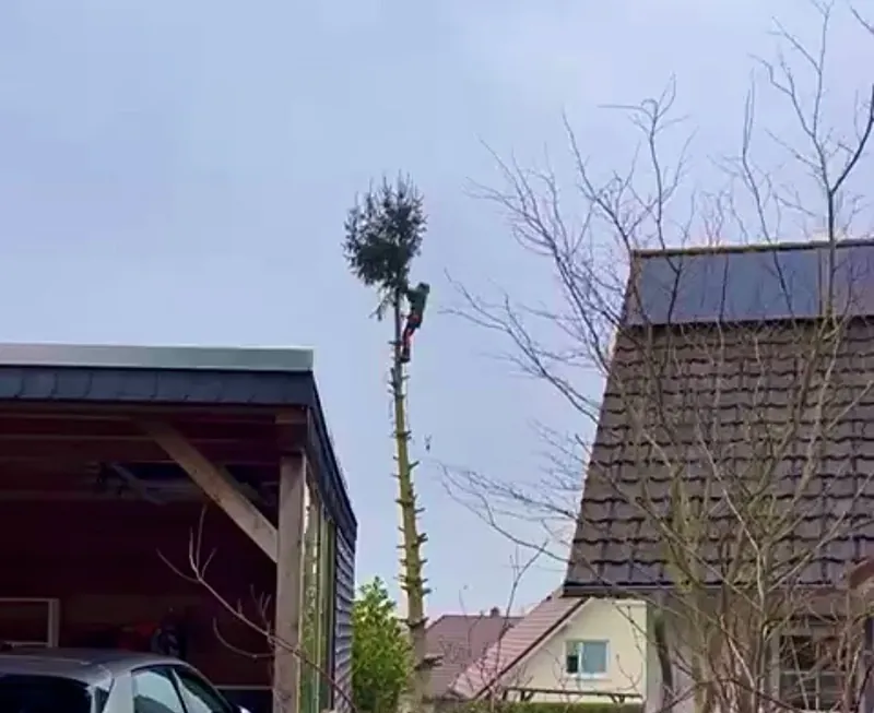 Schnittarbeiten – Baum-, Strauch- und Heckenschnitt sowie Baumfällung
